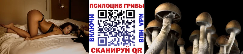 Псилоцибиновые грибы Psilocybe Калачинск